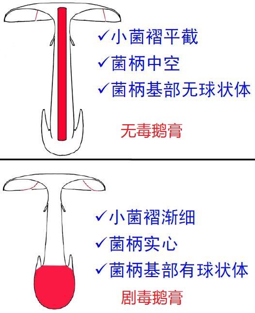 剧毒鹅膏和无毒鹅膏的区分方法（图片来源：杨祝良）